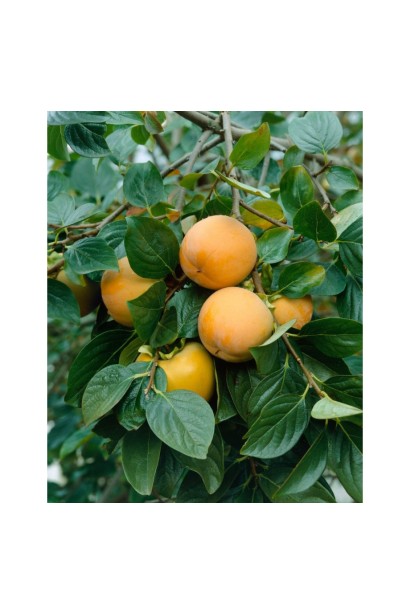 Diospyros kaki ‘Nasoloda’